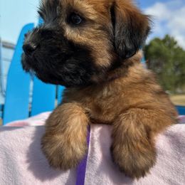Girl 2 - Wheaten Soft Coated Wheaten Terrier puppy in Cody, Wyoming from Whoodles of Wyoming