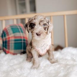 Maid- 12 Days of Christmas - Merle male Goldendoodle puppy in Syracuse, Indiana from The Doodle Cove