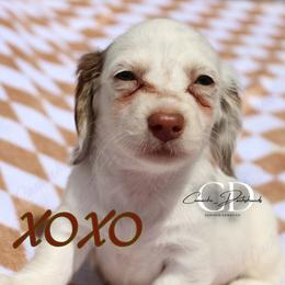 XOXO - Chocolate female Dachshund puppy in Huntington, Texas from Camacho_Dachshunds