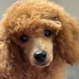 Vivian - Poodle