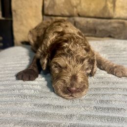 Heisman - Merle male Goldendoodle puppy in Lake City, Florida from Dream Hollow Farm