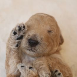 "lime green boy 🍀" Goldendoodle Puppies from Kelly Doodles
