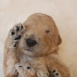 "lime green boy 🍀" Goldendoodle Puppies from Kelly Doodles