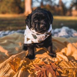Dilute Retriever and Labrador Retriever Puppies from Landon J Farms Labrador Retrievers