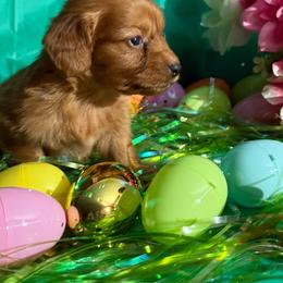 Excalibur - Red male Dachshund puppy in Ft Dodge, Iowa from Secret Reality