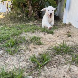 Chocolate Boy - Brown and white male Sheepadoodle puppy in Kissimmee, Florida from Sunflower Family Farms