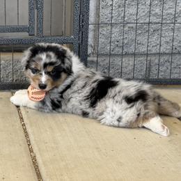 Elvis - Blue merle male Australian Shepherd puppy in Phoenix, Arizona from Heartfire Aussies