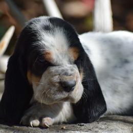 Oogie Boogie RESERVED - Black brown and white male Basset Hound puppy in Springfield, Missouri from Baylee’s Bassets