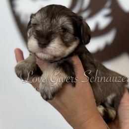 Miniature Schnauzer Puppies from Love Giver Schnauzers