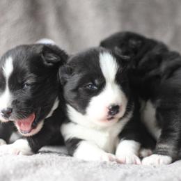 Siberian Husky Puppies from Cascade Siberians