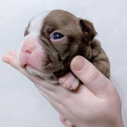 Baby Chronos - Seal and white male Boston Terrier puppy in Kingsport, Tennessee from Sleepwalker Bostons
