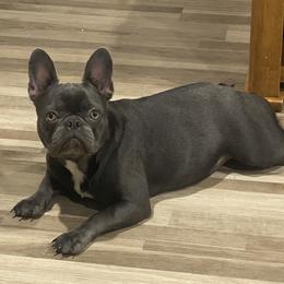 Millie - French Bulldog