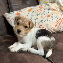 Nutmeg - Tan and white female Jack Russell Terrier puppy in New Kent, Virginia from Jigsaw Terriers