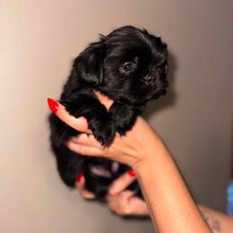 King - Tricolor male Shih Tzu puppy in Monrovia, California from Sunrise Shihtzu Blossom