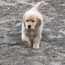 Golden Retriever Puppies from Heartstone Goldens