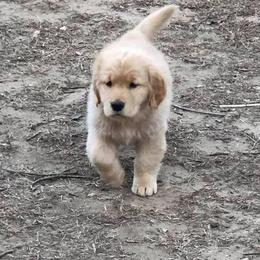 Golden Retriever Puppies from Heartstone Goldens
