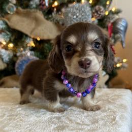 Jade - Chocolate and cream female Dachshund puppy in Lincoln, Arkansas from Red Dirt Dachshunds