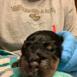 Rottweiler puppies from Thomas Rotts