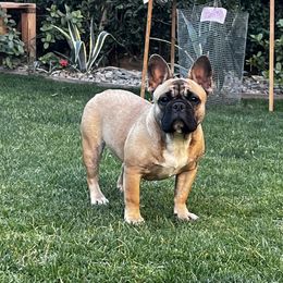 Athena - French Bulldog