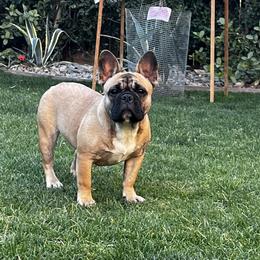 Athena - French Bulldog