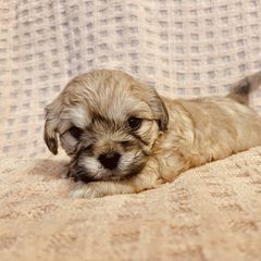 Shichon Puppies from Mel’s Shichon Teddy Bear Puppies