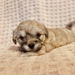 Shichon Puppies from Mel’s Shichon Teddy Bear Puppies
