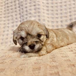 Shichon Puppies from Mel’s Shichon Teddy Bear Puppies