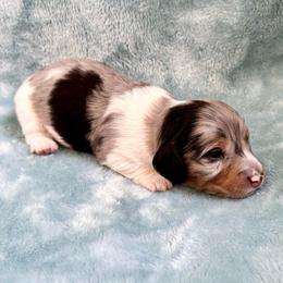 Chirp - Dapple male Dachshund puppy in Gentry, Arkansas from Sweet As Pie Doxies