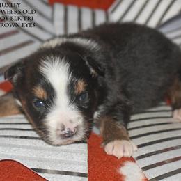 Huxley - Black tri male Miniature Australian Shepherd puppy in Patterson, North Carolina from DreamLine Aussies