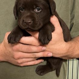 Aaron Burr - Chocolate male Labrador Retriever puppy in Morriston, Florida from Penny Lane Labradors