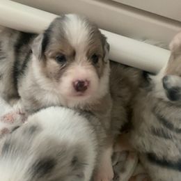 Miniature Australian Shepherd Puppies from Venise Mini Aussi Cuddles