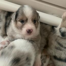 Miniature Australian Shepherd Puppies from Venise Mini Aussi Cuddles