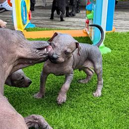 Mezcal - Black white and tan male Xoloitzcuintli puppy in Manitowoc, Wisconsin from Wonderland Kennel