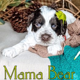 Mama - Chocolate female Australian Labradoodle puppy in Decatur, Alabama from Southern Meadows Doodles