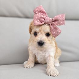 Candy - female Cavapoochon puppy in Bullard, Texas from Cavapoochon Central LLC