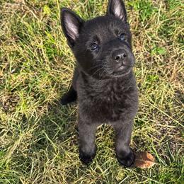 Purple collar - Black female German Shepherd puppy in Canterbury, Connecticut from Nachtwaechter German Shepherds, LLC