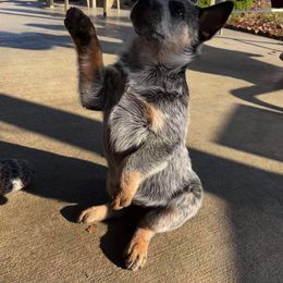 Australian Cattle Dog and Pembroke Welsh Corgi Puppies from Leatherman Quarter Horses