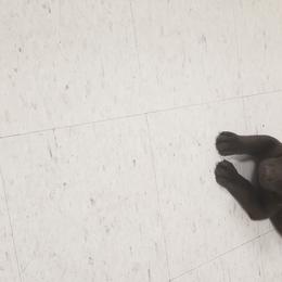 Labrador Retriever Puppies from Copper Creek Outfitters and Kennel