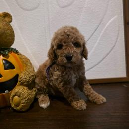 Bella - Apricot female Goldendoodle puppy in Bristol, Tennessee from Brasingtondoodles