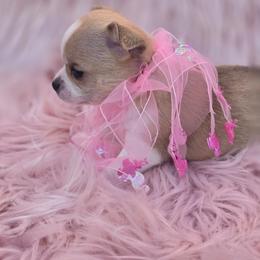 Ellie - Fawn and white female Chihuahua puppy in Brooksville, Florida from Daystars Chihuahuas