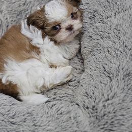 Ccunnamon - Red and white female Shih Tzu puppy in Kings Mountain, North Carolina from NC Shih Tzus by Tammy