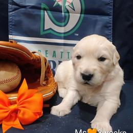 Orange collar girl - Light golden female Golden Retriever puppy in Rochester, Washington from Grand Mound Goldens