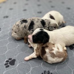 Bernedoodle puppies from Boutique Bernedoodles & Co.