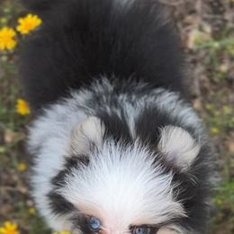 Pomeranian Puppies from petticoatpoms
