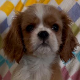 Cavalier King Charles Spaniel puppies from RoaringCreek