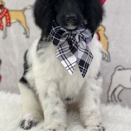 Poodle Puppies from Southern Elegance Standards