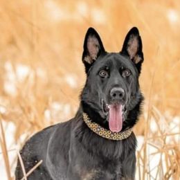 German Shepherds from Zwinger aus dem Kreuzfeuer
