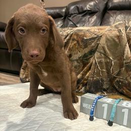 Sapphire - Brown female Chesapeake Bay Retriever puppy in Wisconsin Dells, Wisconsin from Kilbourn Chesapeakes