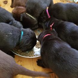 Labrador Retriever Puppies from Copper Creek Outfitters and Kennel