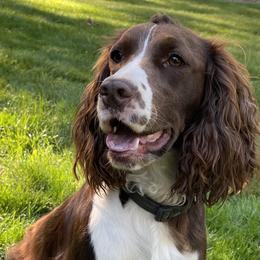 Whitney - English Springer Spaniel